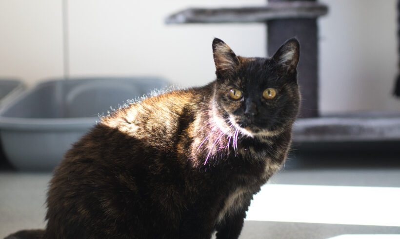 Esther