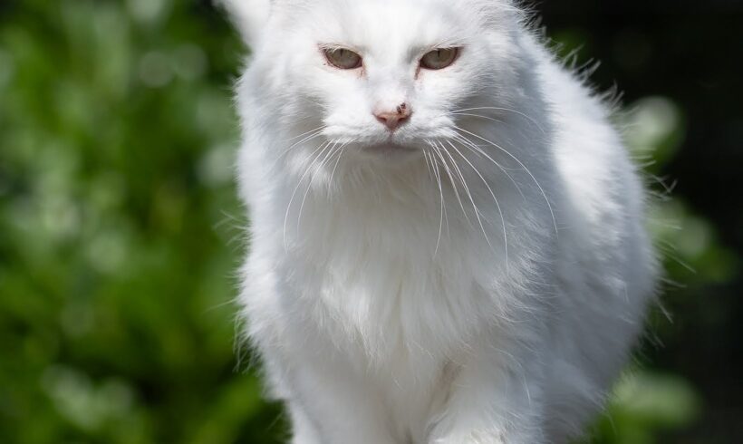 Casper