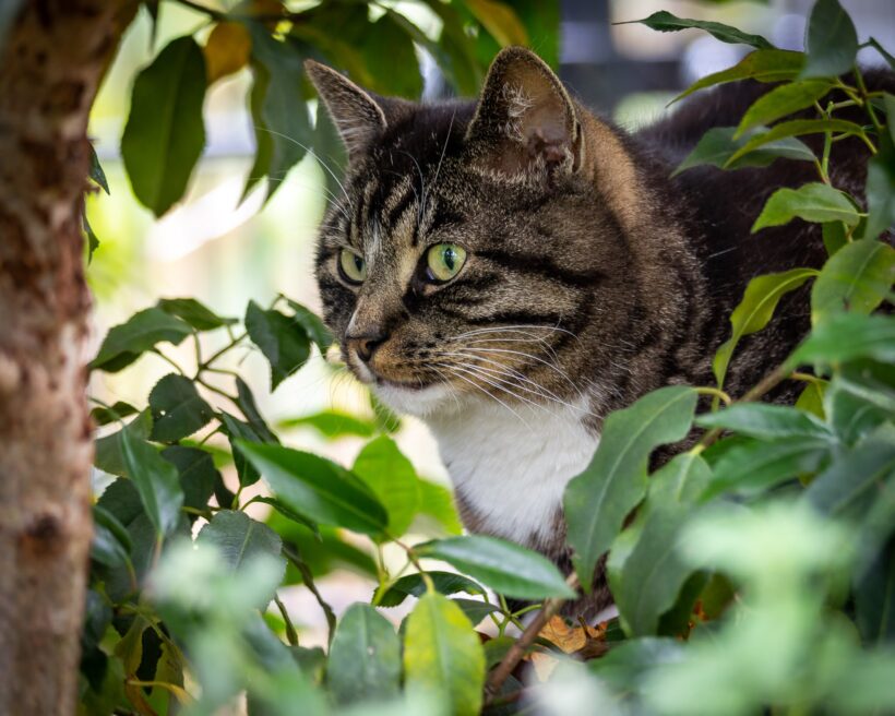 Sascha