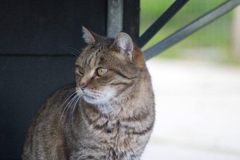 Ferdy
