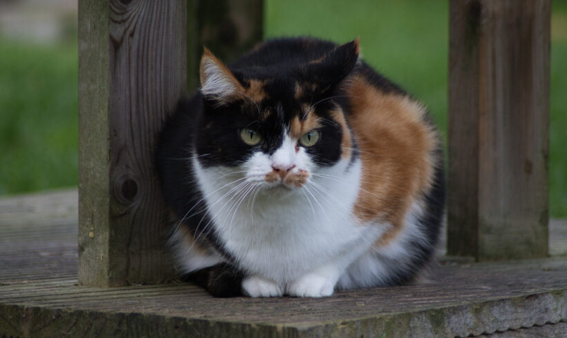 Jenny