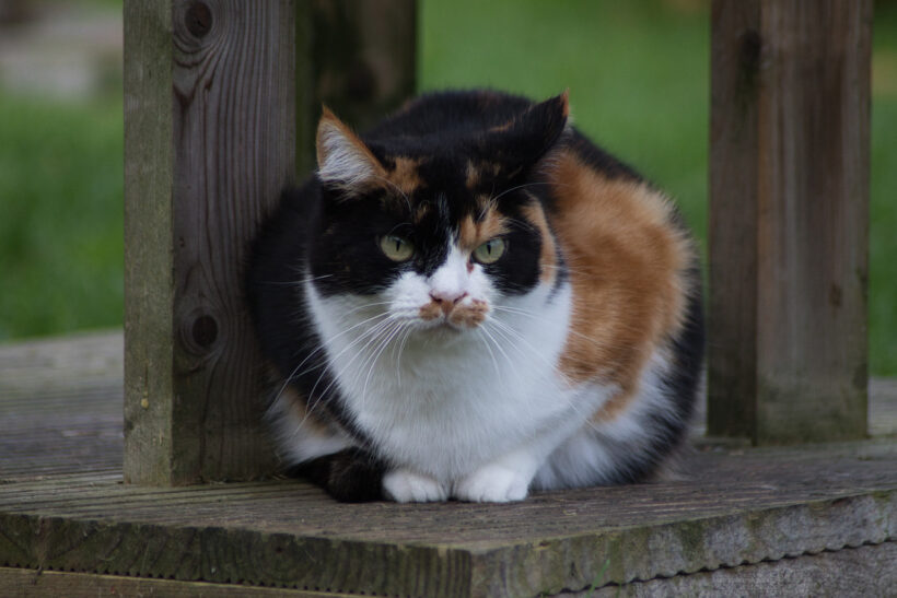 Jenny