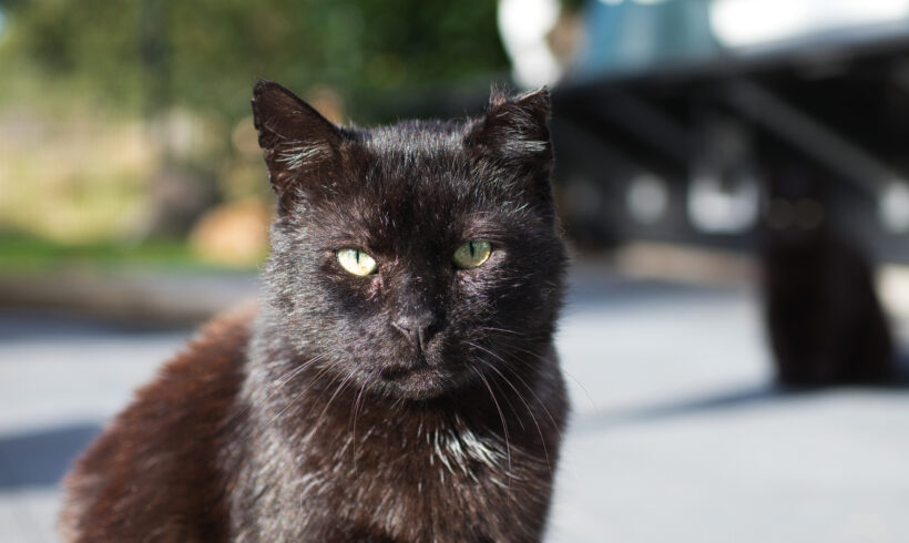 Vito