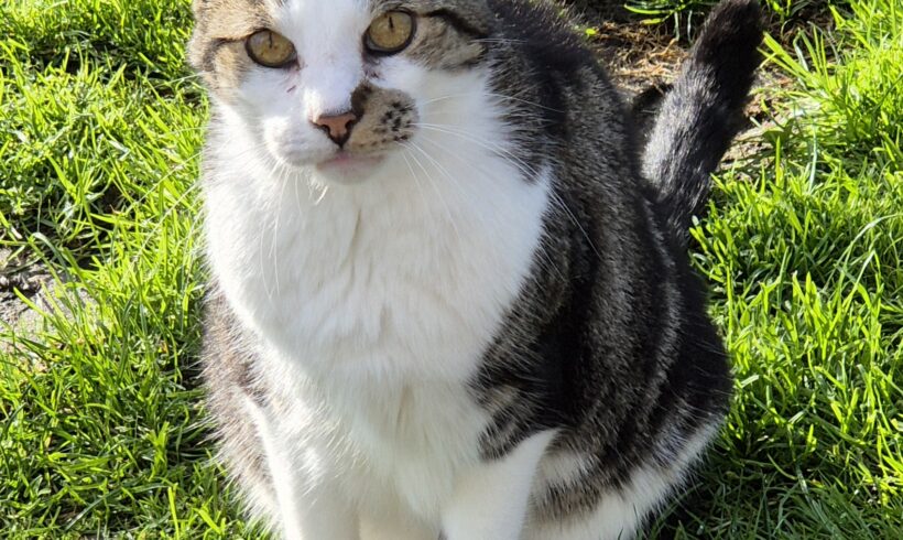 Boris