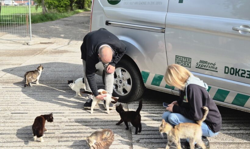 52 achtergelaten katten gered van camping