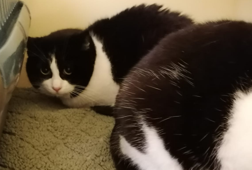 Luna Luna