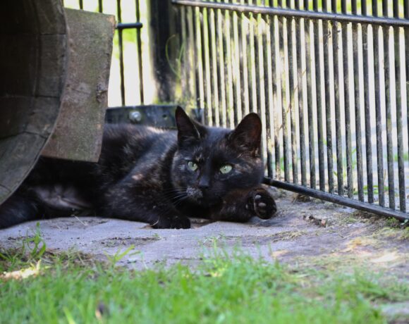 Boerderijkatten in het zonnetje