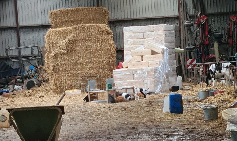 Actie van Almo Nature