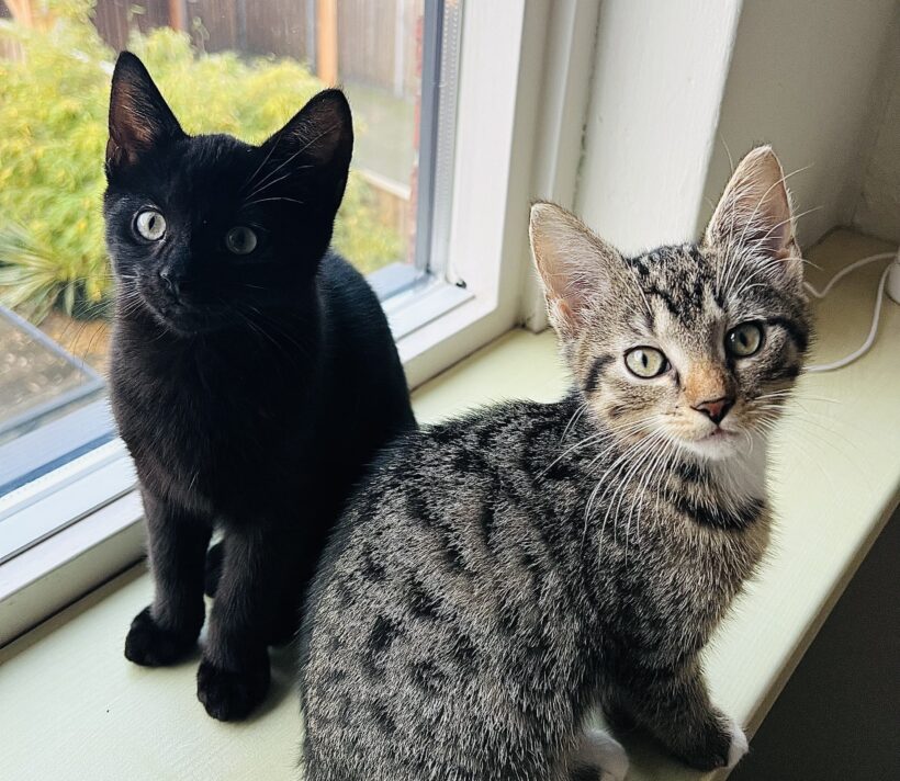 Hein en Holly (Gereserveerd)