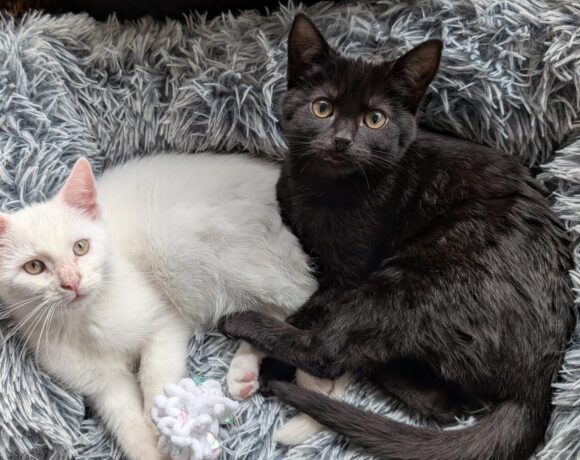 Stijn en Coral (Gereserveerd)