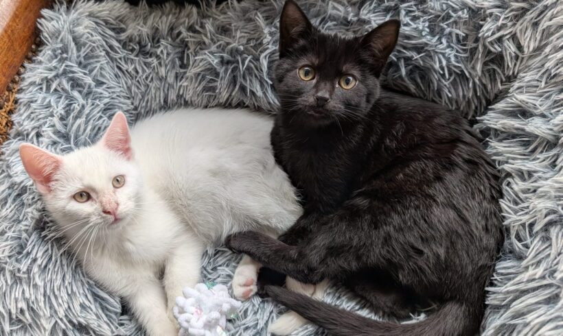 Stijn en Coral (Gereserveerd)