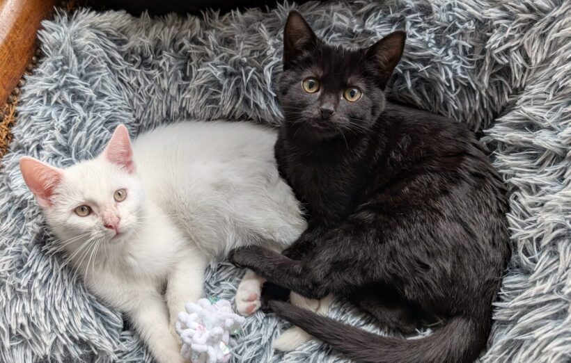 Stijn en Coral (Gereserveerd) Stijn en Coral (Gereserveerd)