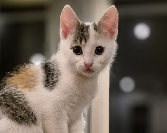 Libra (Gereserveerd)