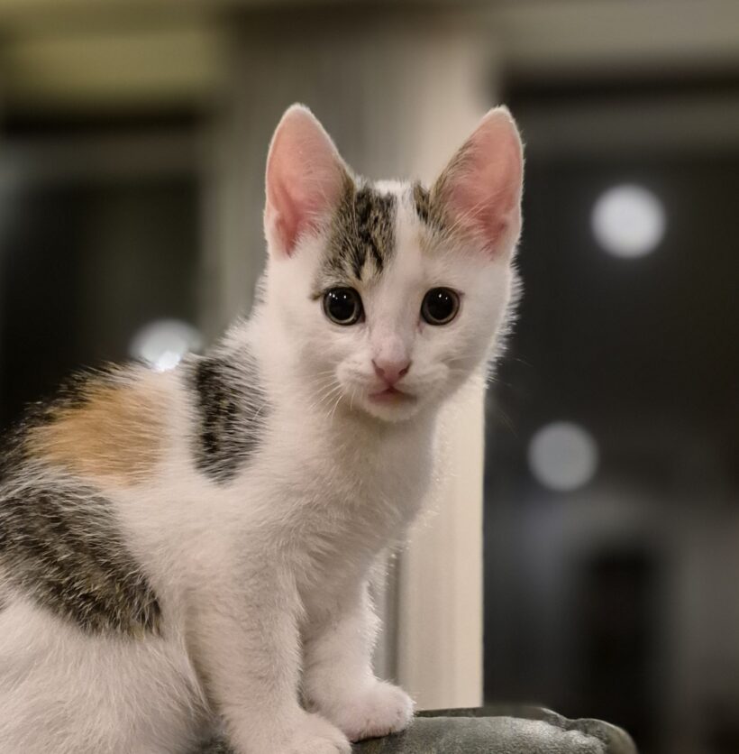 Libra (Gereserveerd)