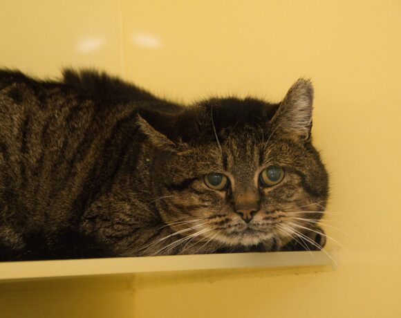 Spekje (Gereserveerd)