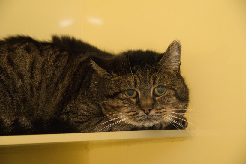 Spekje (Gereserveerd) Spekje (Gereserveerd)