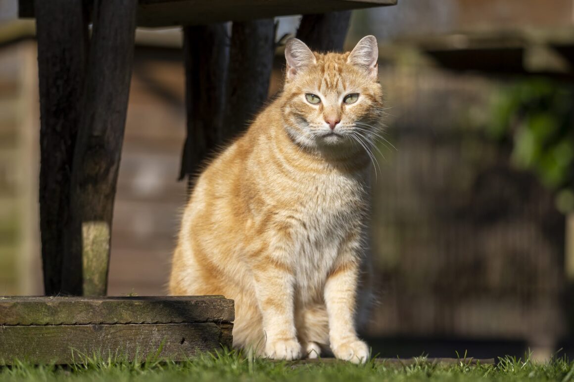 Activiteitenverslag 2025 online.