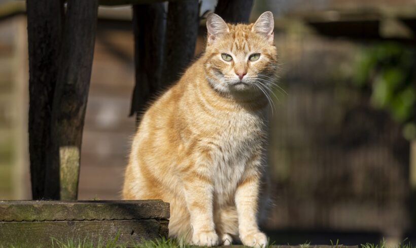 Activiteitenverslag 2025 online.