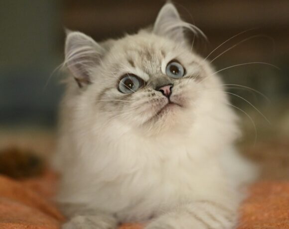 Fuzzy (Gereserveerd)