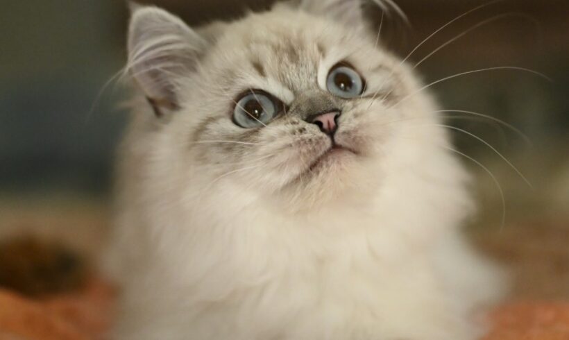 Fuzzy